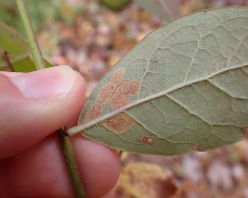 Coleophora vacciniivorella
