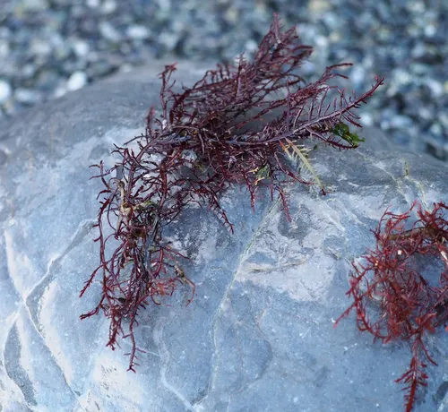 Gelidium purpurascens