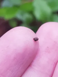 Toothless Chrysalis-snail thumbnail 2