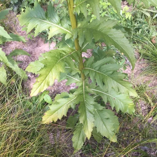 American burnweed