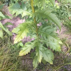 American burnweed thumbnail 1