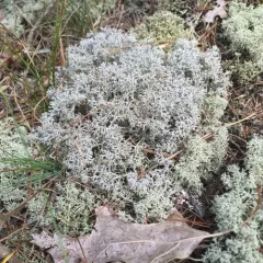 gray reindeer lichen thumbnail 3