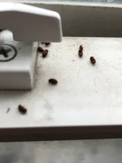 Drugstore Beetle thumbnail 2