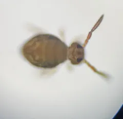 Sminthurinus henshawi thumbnail 3
