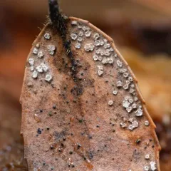 Stictis vaccinii thumbnail 3