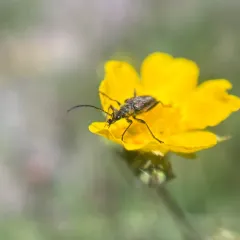 Gnathacmaeops pratensis thumbnail 2