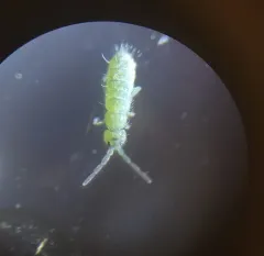Isotoma viridis thumbnail 2