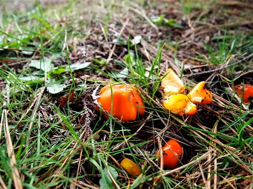 Orange Waxcap