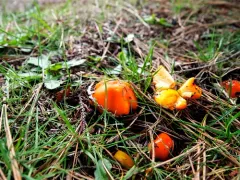 Orange Waxcap thumbnail 1