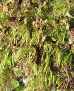 Silky Forklet-moss thumbnail 4