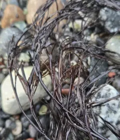 Witch's hair thumbnail 3