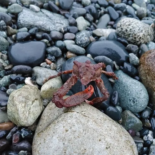 Sharpnose Crab