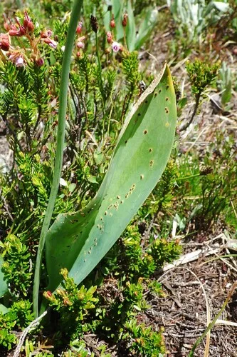 Uromyces heterodermus