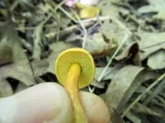 field bolete thumbnail 3