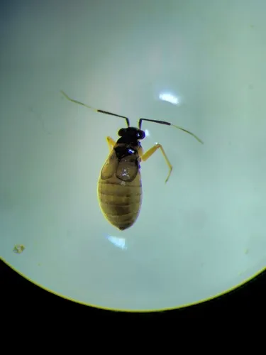 Mecomma gilvipes