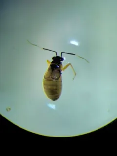 Mecomma gilvipes thumbnail 1