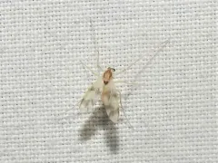 Thienemannimyia norena thumbnail 4