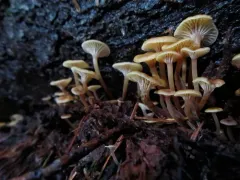 Xeromphalina brunneola thumbnail 4