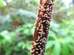 Capitotricha rubi thumbnail 4