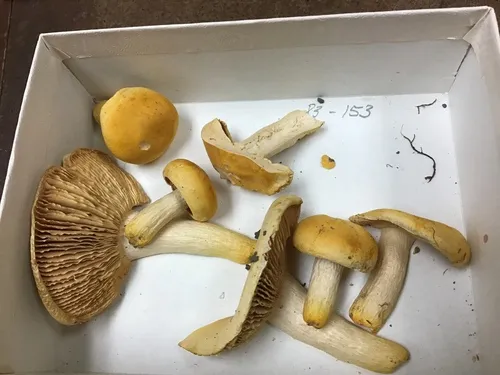 Russula flavida