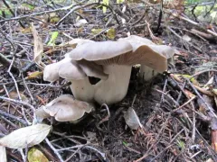 Lyophyllum shimeji thumbnail 4