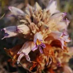 Flat-top Broomrape thumbnail 4