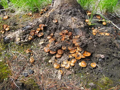 Pholiota ferrugineolutescens