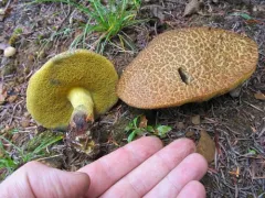 Xerocomellus rainisiae thumbnail 2