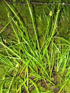 Wiegand's sedge thumbnail 3
