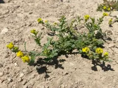 Persistent-sepal Yellowcress thumbnail 1