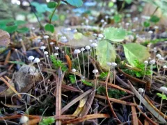 Marasmiellus filopes thumbnail 4