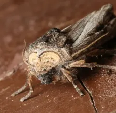 Bruce's Swordgrass Moth thumbnail 2