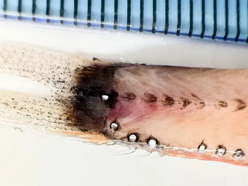 Horned Lanternfish