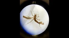 Habrophlebia vibrans thumbnail 1