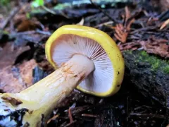 Calonarius metarius thumbnail 4