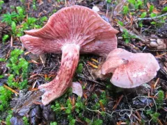 Hygrophorus capreolarius thumbnail 2
