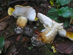 Tricholoma intermedium thumbnail 3