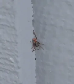 Sand Bear Spider thumbnail 3