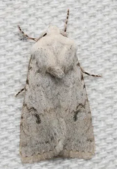 Median-banded Dart thumbnail 2
