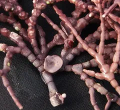 Callilithophytum parcum thumbnail 2