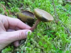 Xerocomellus amylosporus thumbnail 3