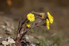 colt's-foot thumbnail 3