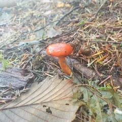 Scarlet Waxy Cap thumbnail 4
