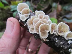 Crepidotus versutus thumbnail 2