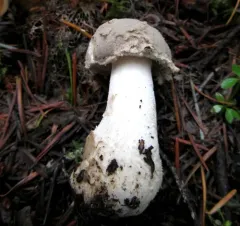 American Floury Amanita thumbnail 2