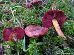 Cortinarius incognitus thumbnail 2