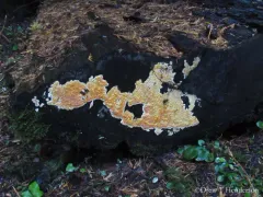 Coniferiporia weirii thumbnail 3