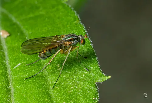 Dolichopus longipennis