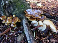 Flammulina filiformis thumbnail 2