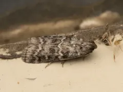 Evergreen Coneworm Moth thumbnail 3